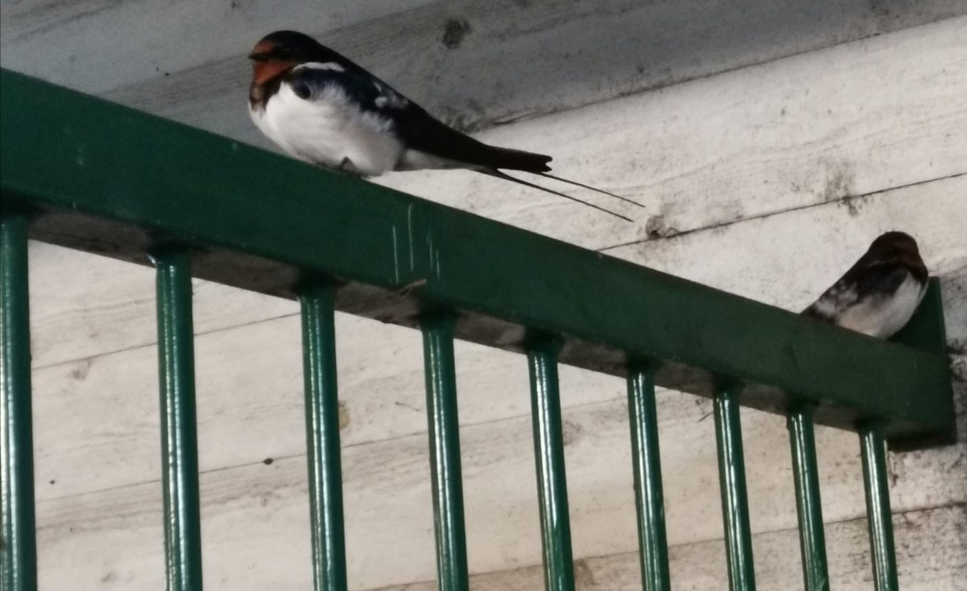 Valokuvaaja: Heidi Limnell