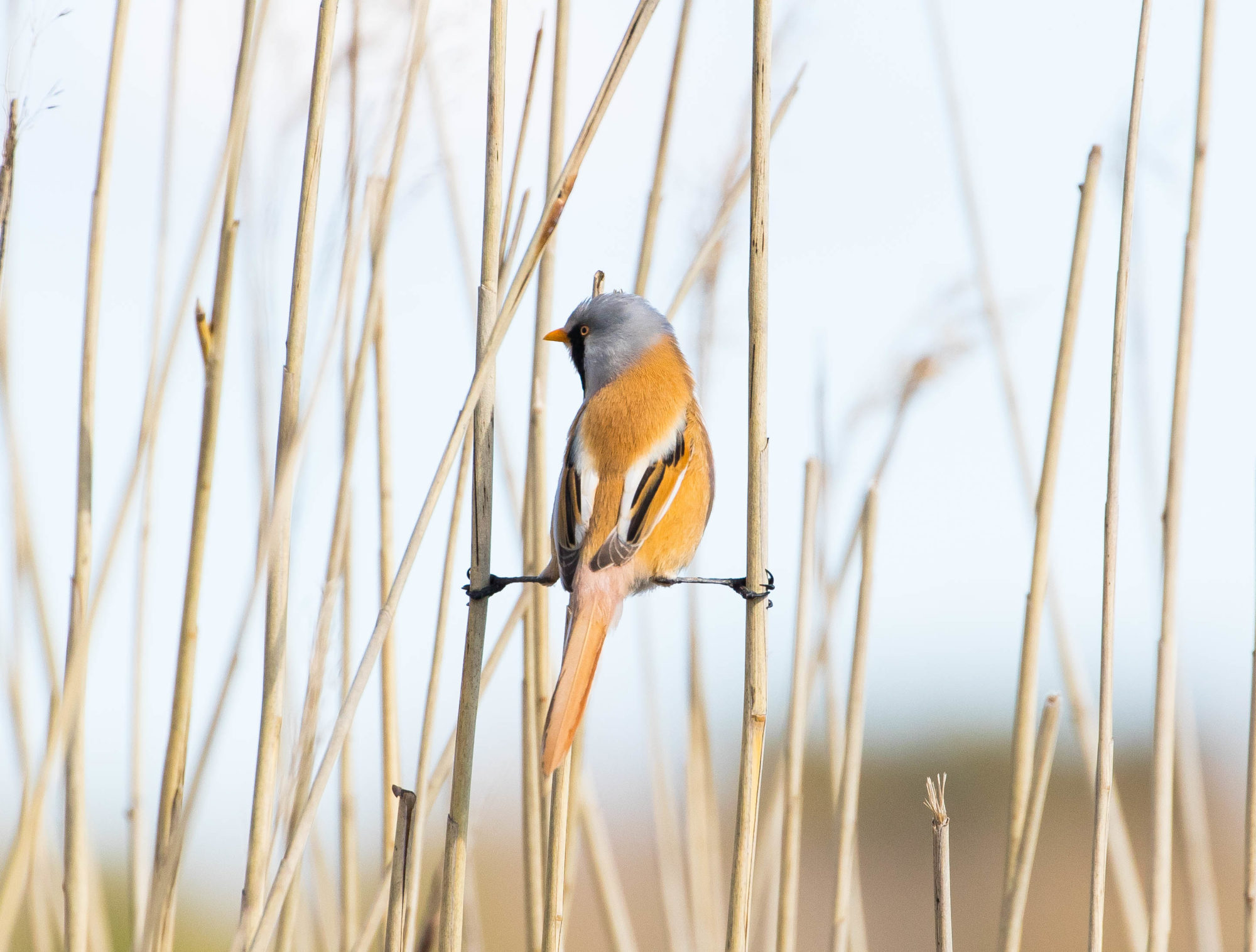 Valokuvaaja: Sami Aaltonen