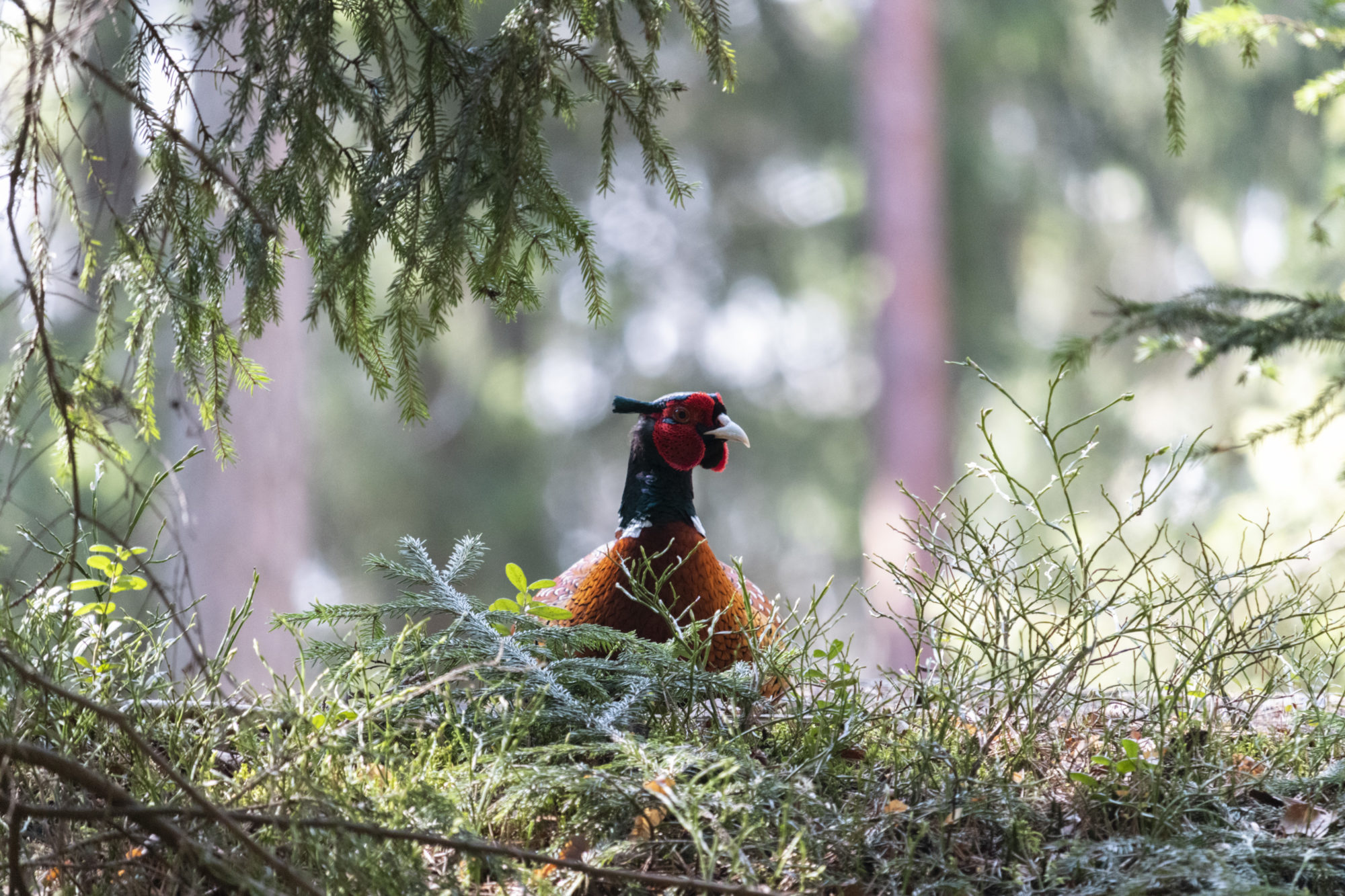Valokuvaaja: Ida Leino