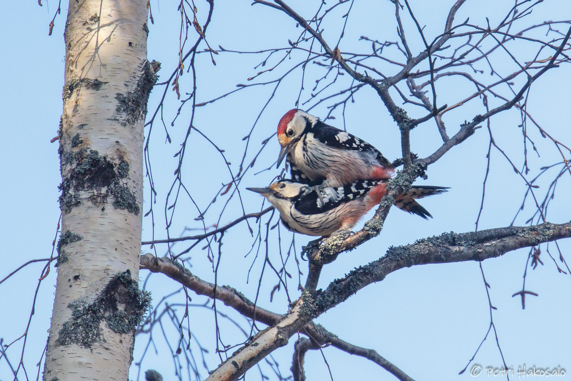 Valokuvaaja: Petri Hakosalo
