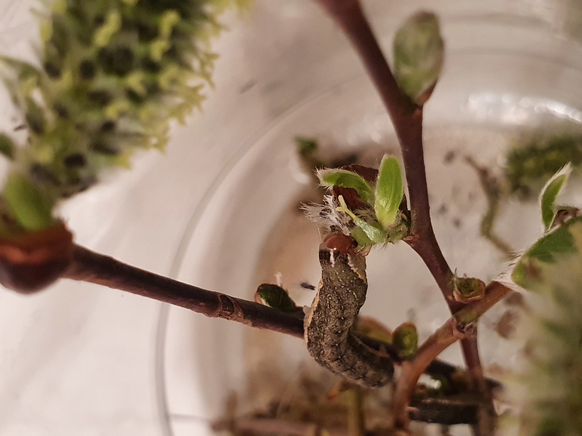 Valokuvaaja: Katja Mattila