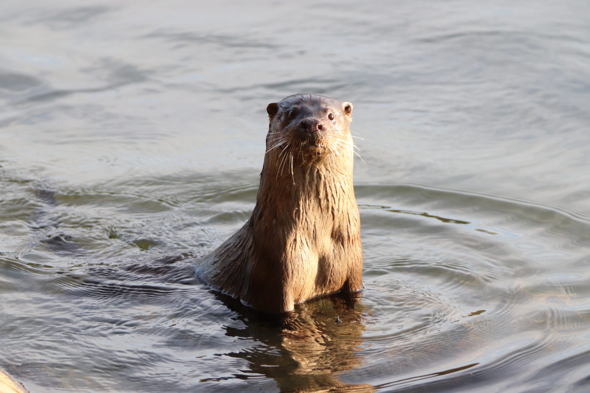 Valokuvaaja: Katja Silvennoinen