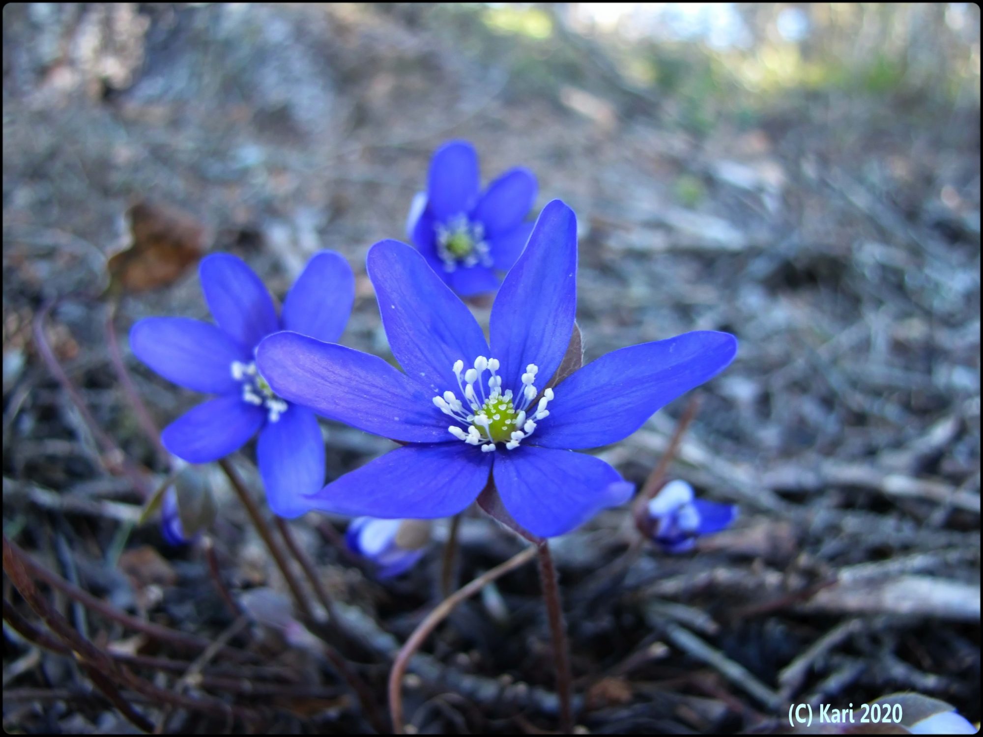 Valokuvaaja: Kari Saarinen