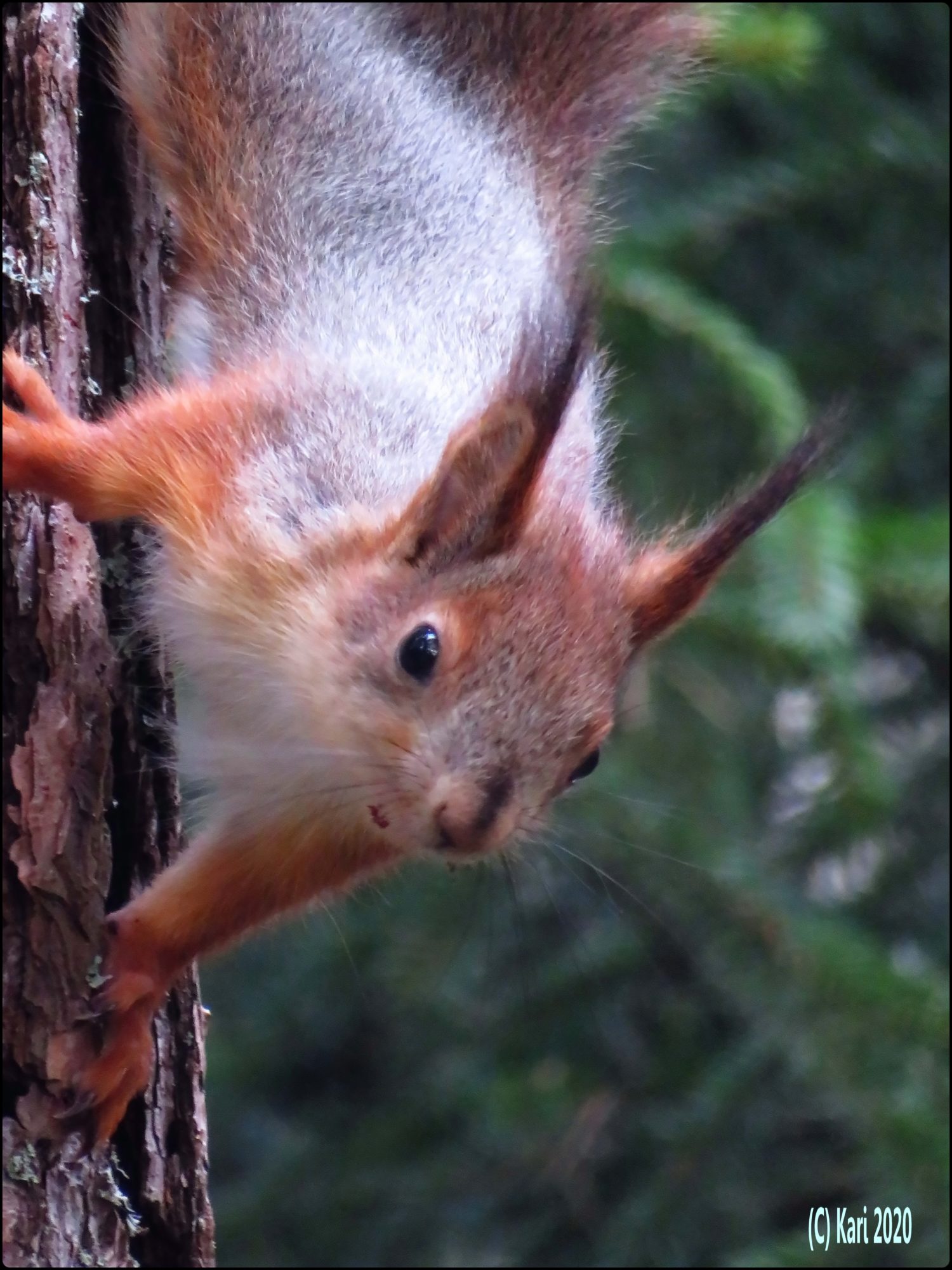 Valokuvaaja: Kari Saarinen