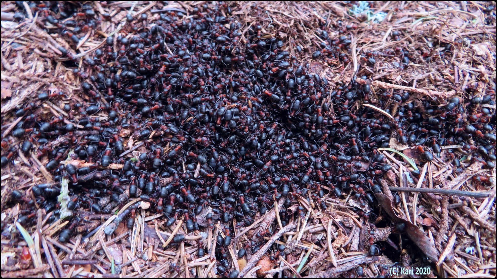 Valokuvaaja: Kari Saarinen