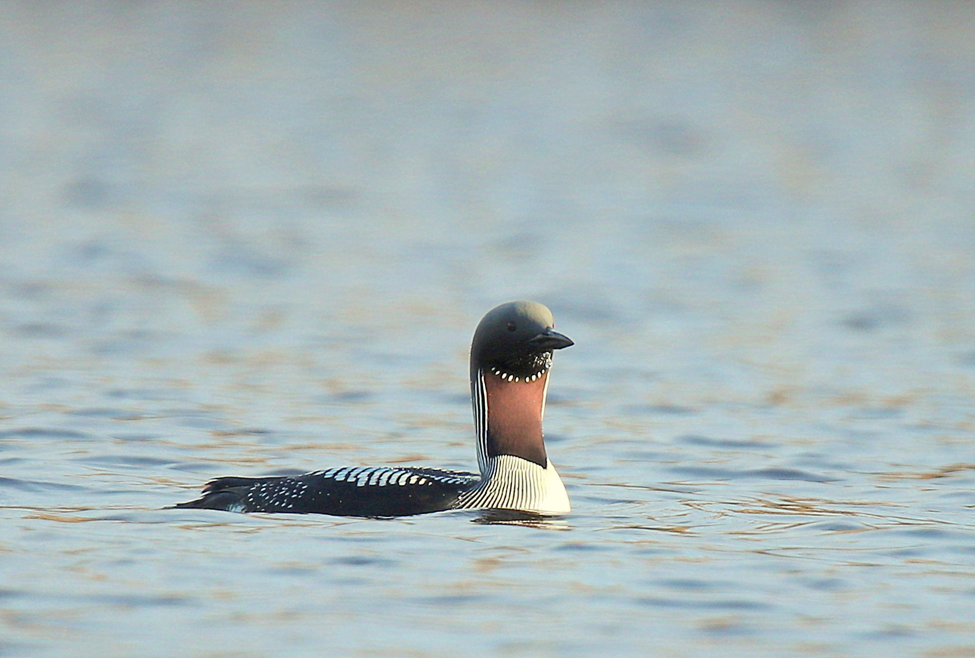 Valokuvaaja: sirpa jyske