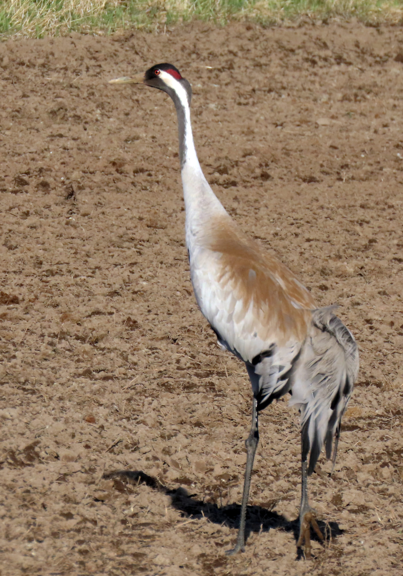 Valokuvaaja: Vaittinen Jukka