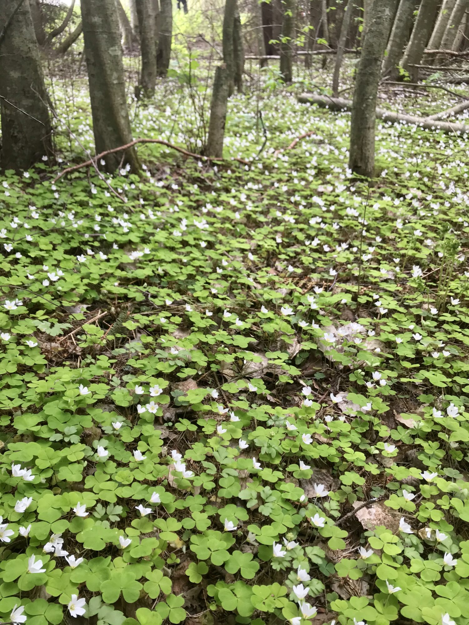 Valokuvaaja: Anne Patana