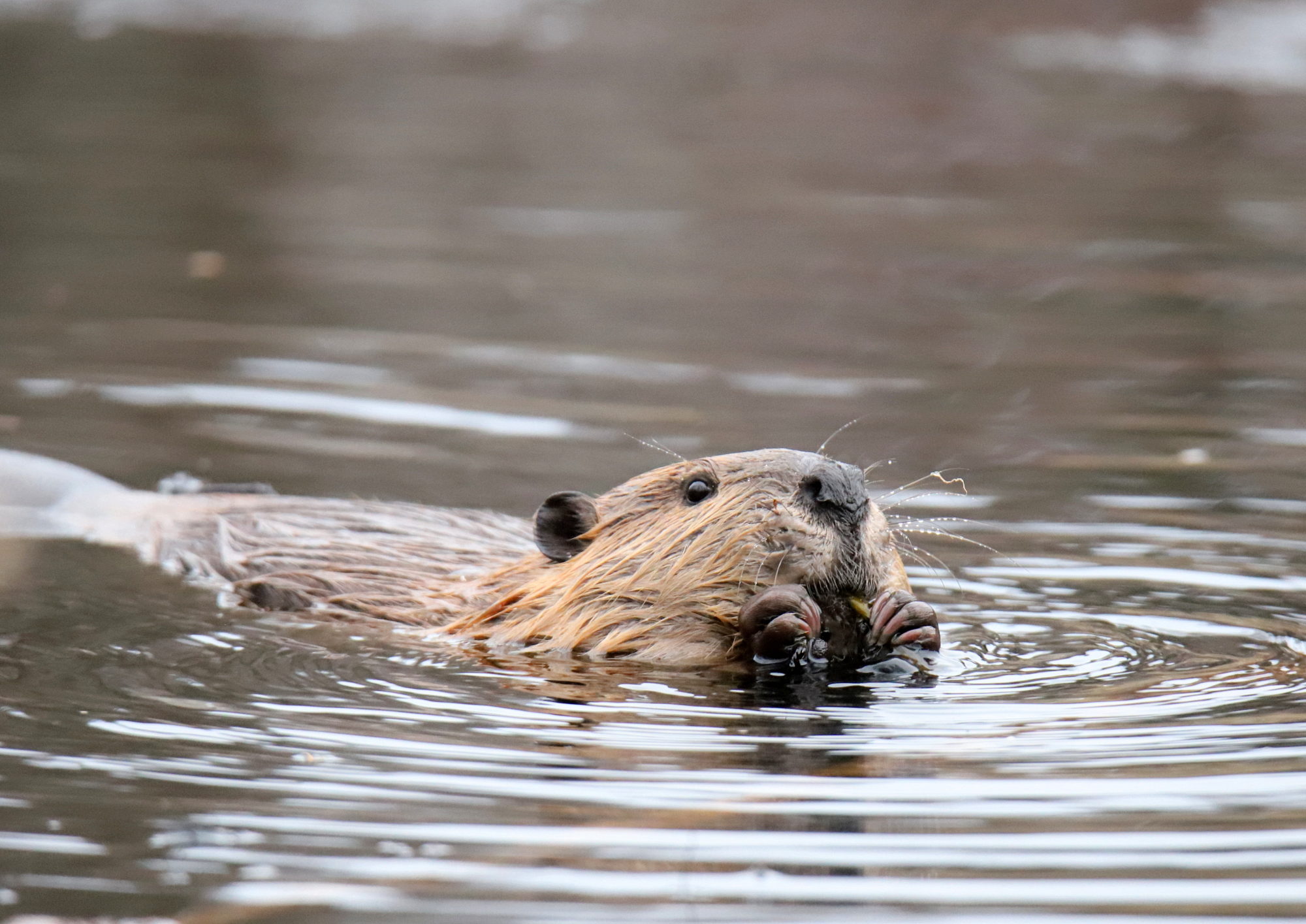 Valokuvaaja: sirpa jyske