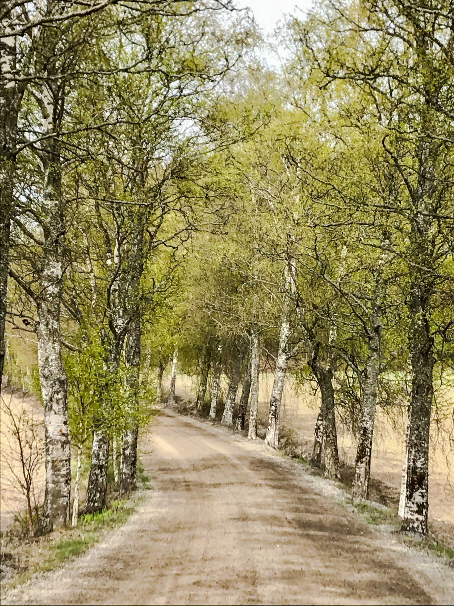 Valokuvaaja: Anne Patana