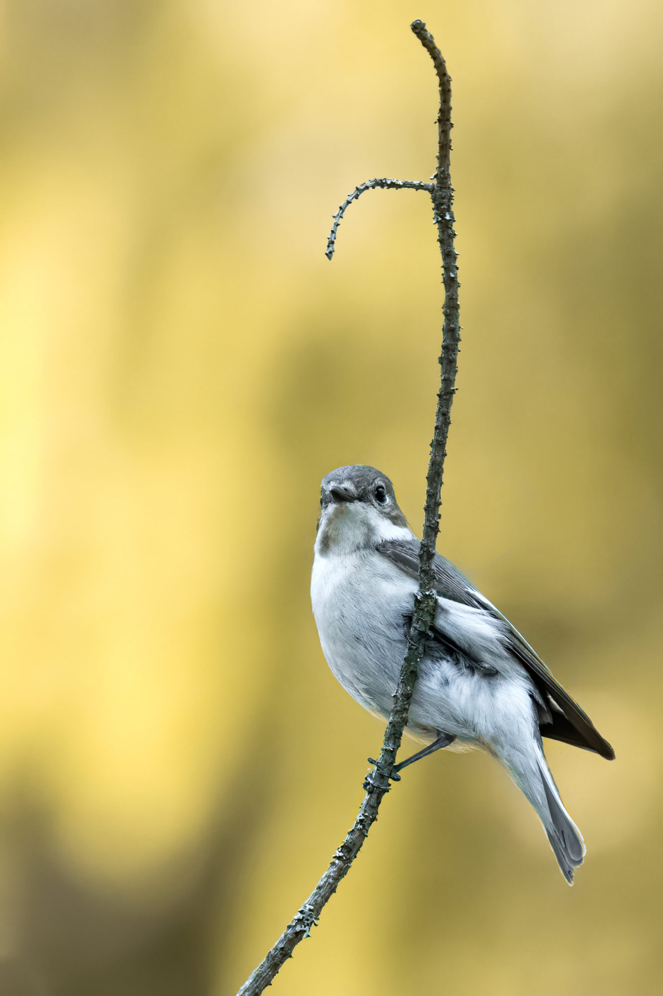 Valokuvaaja: Risto Lavi