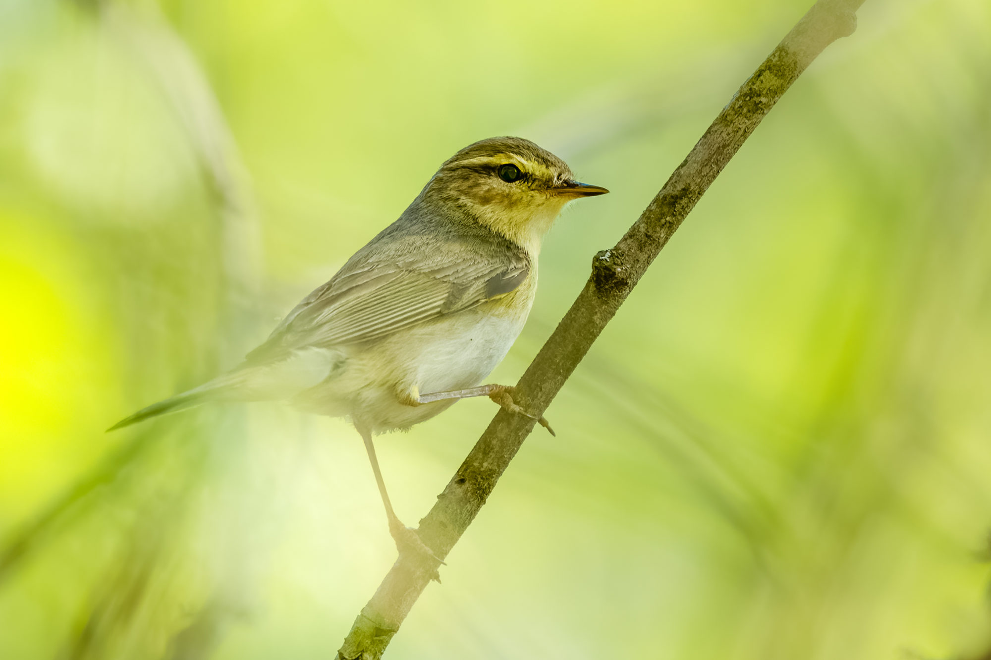 Valokuvaaja: Risto Lavi