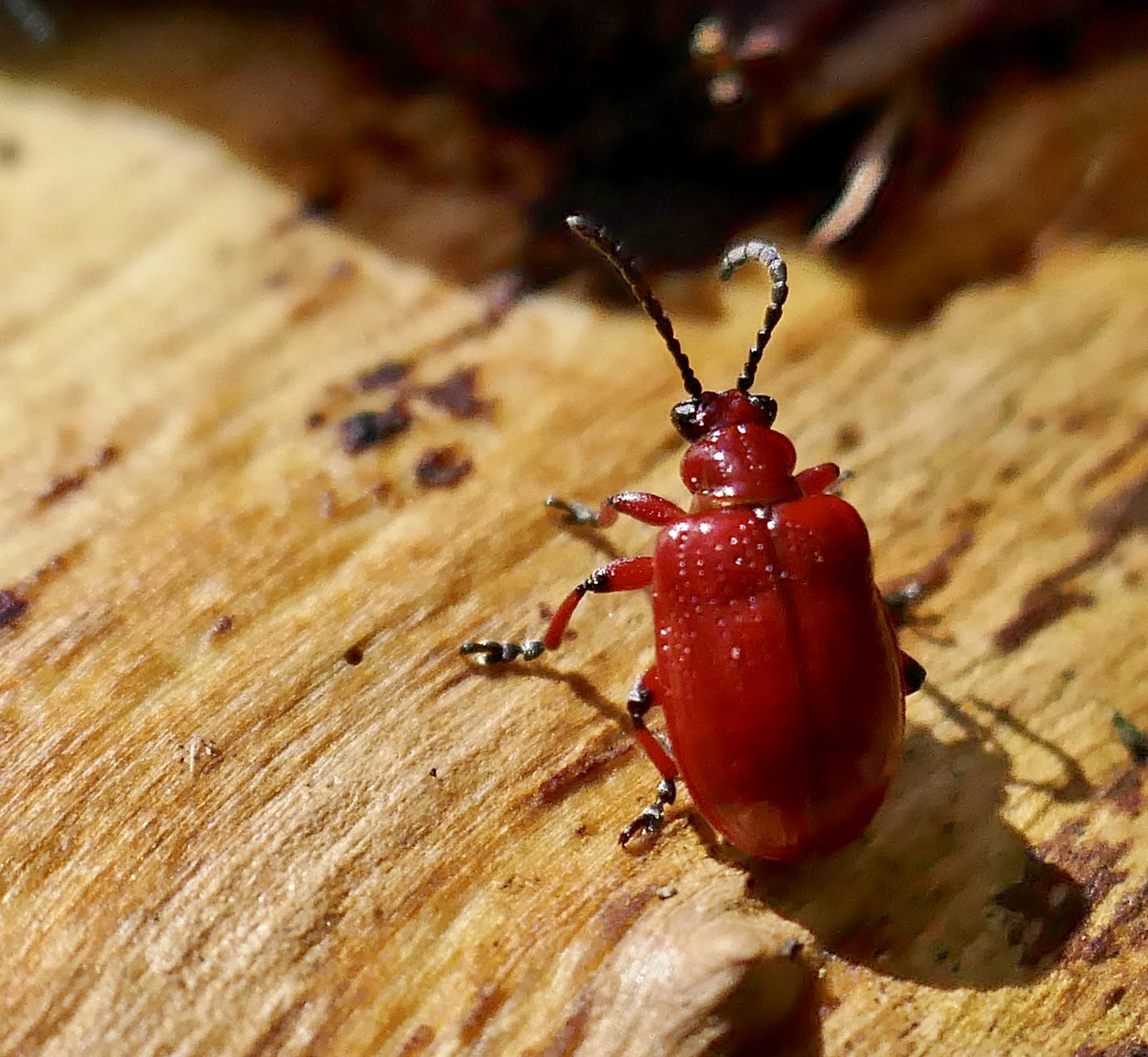 Valokuvaaja: Anne Patana