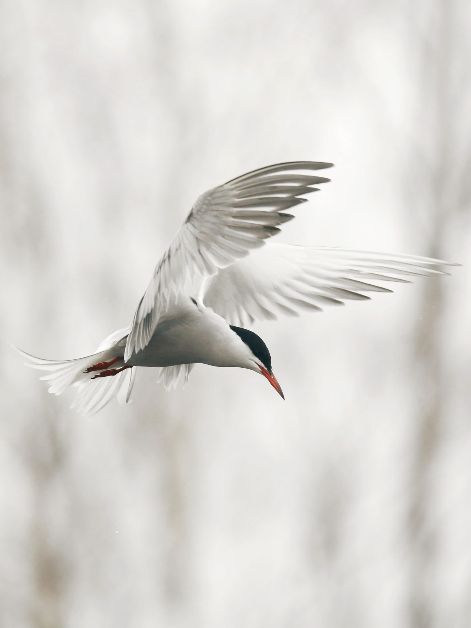 Valokuvaaja: Anne Jääskeläinen