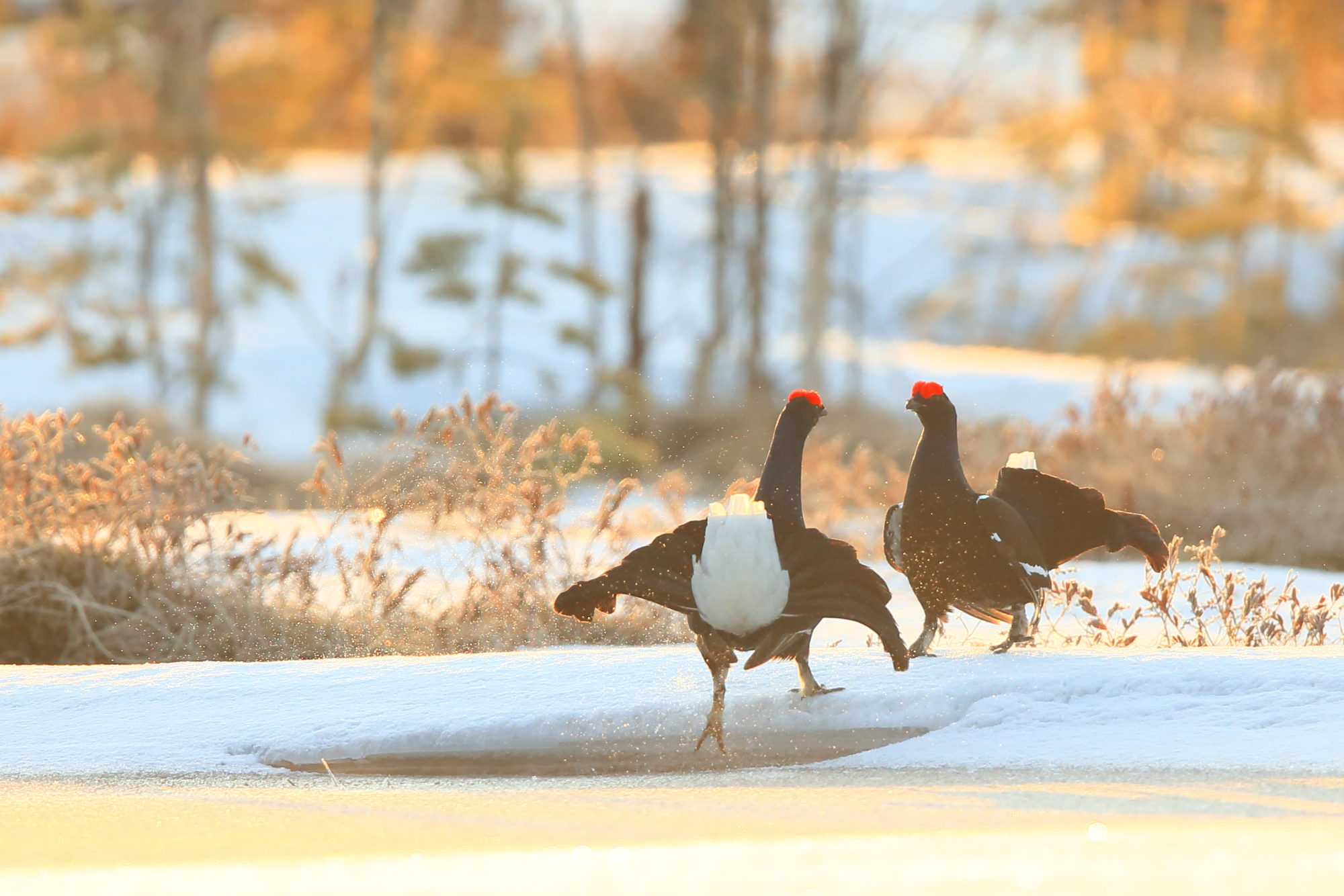 Valokuvaaja: Kari Rossinen
