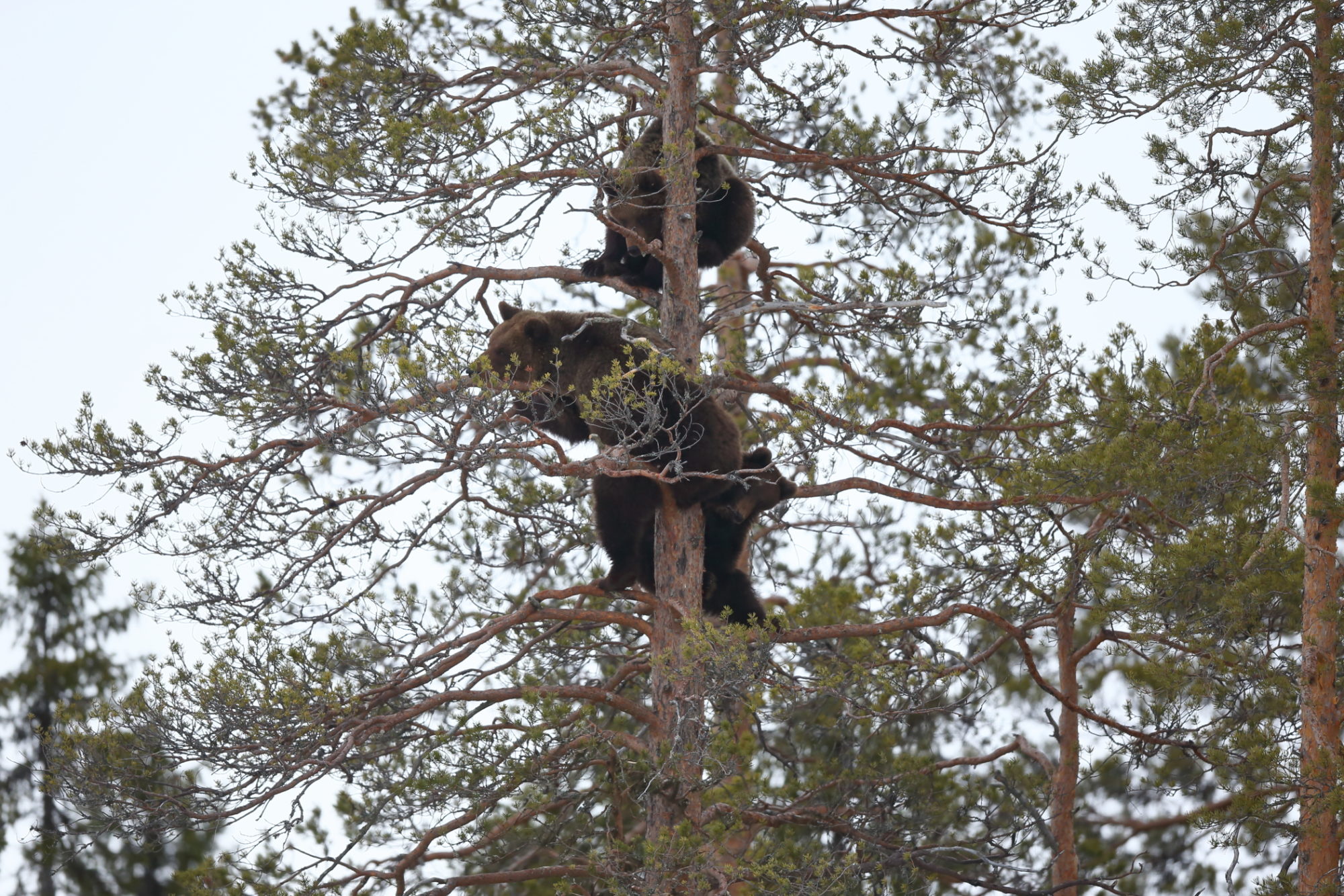 Valokuvaaja: Kari Rossinen