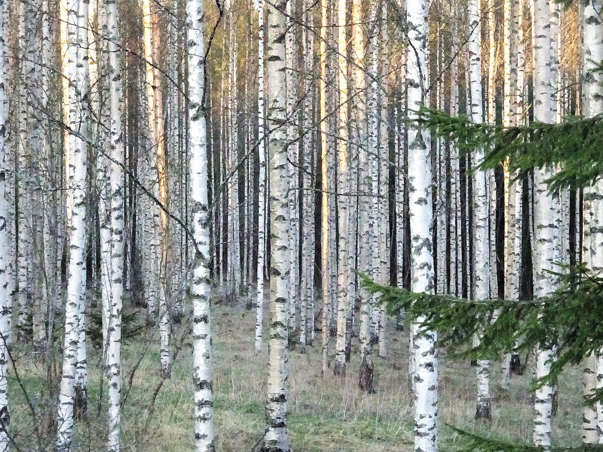 Valokuvaaja: Irja Lehtinen