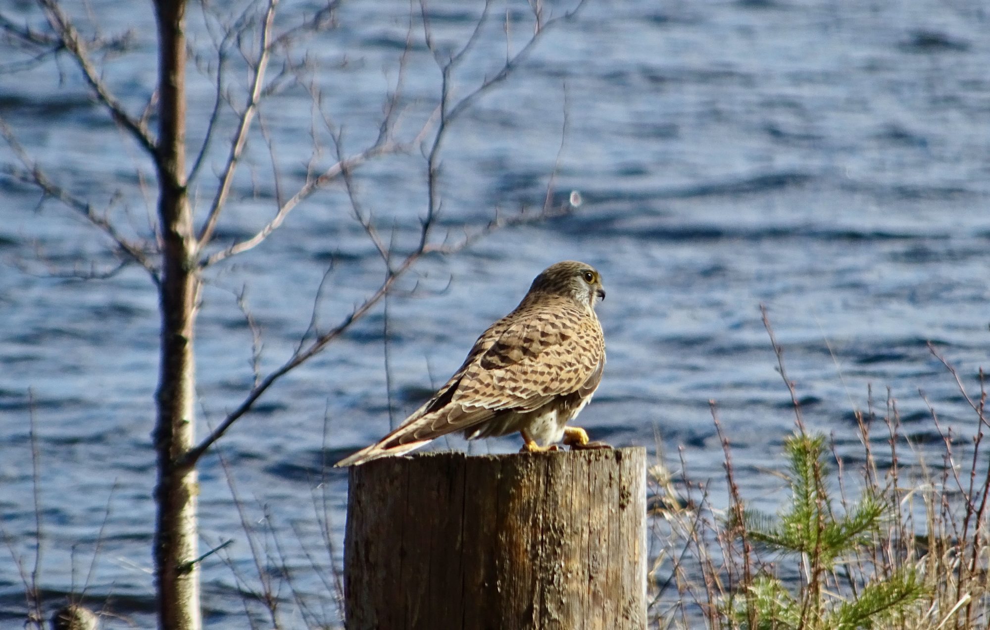 Valokuvaaja: Liisa Niiva-Korpela