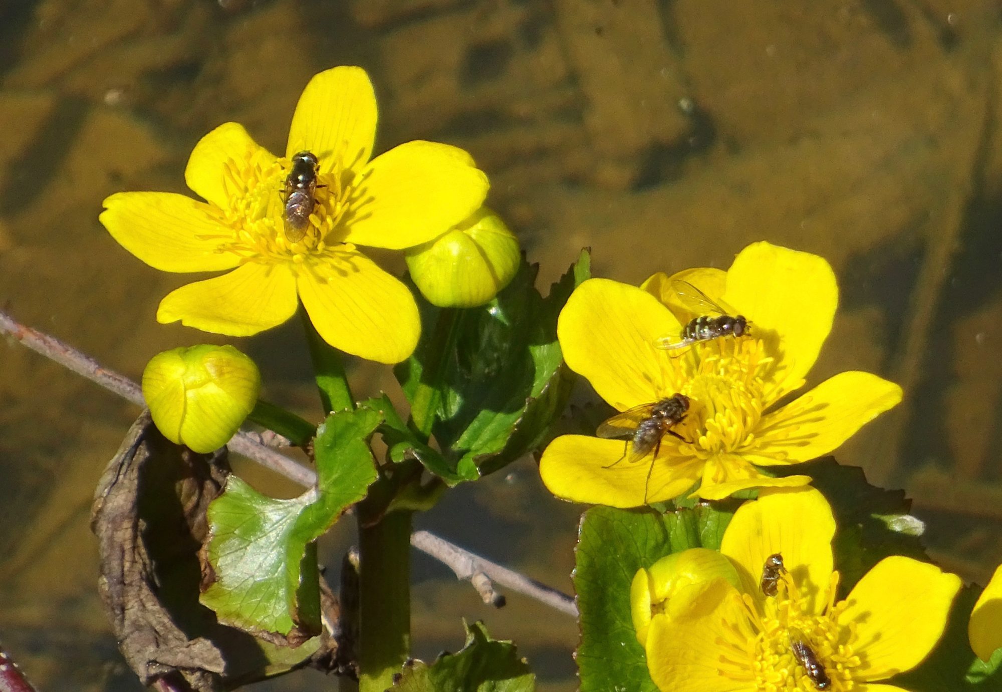 Valokuvaaja: Liisa Niiva-Korpela