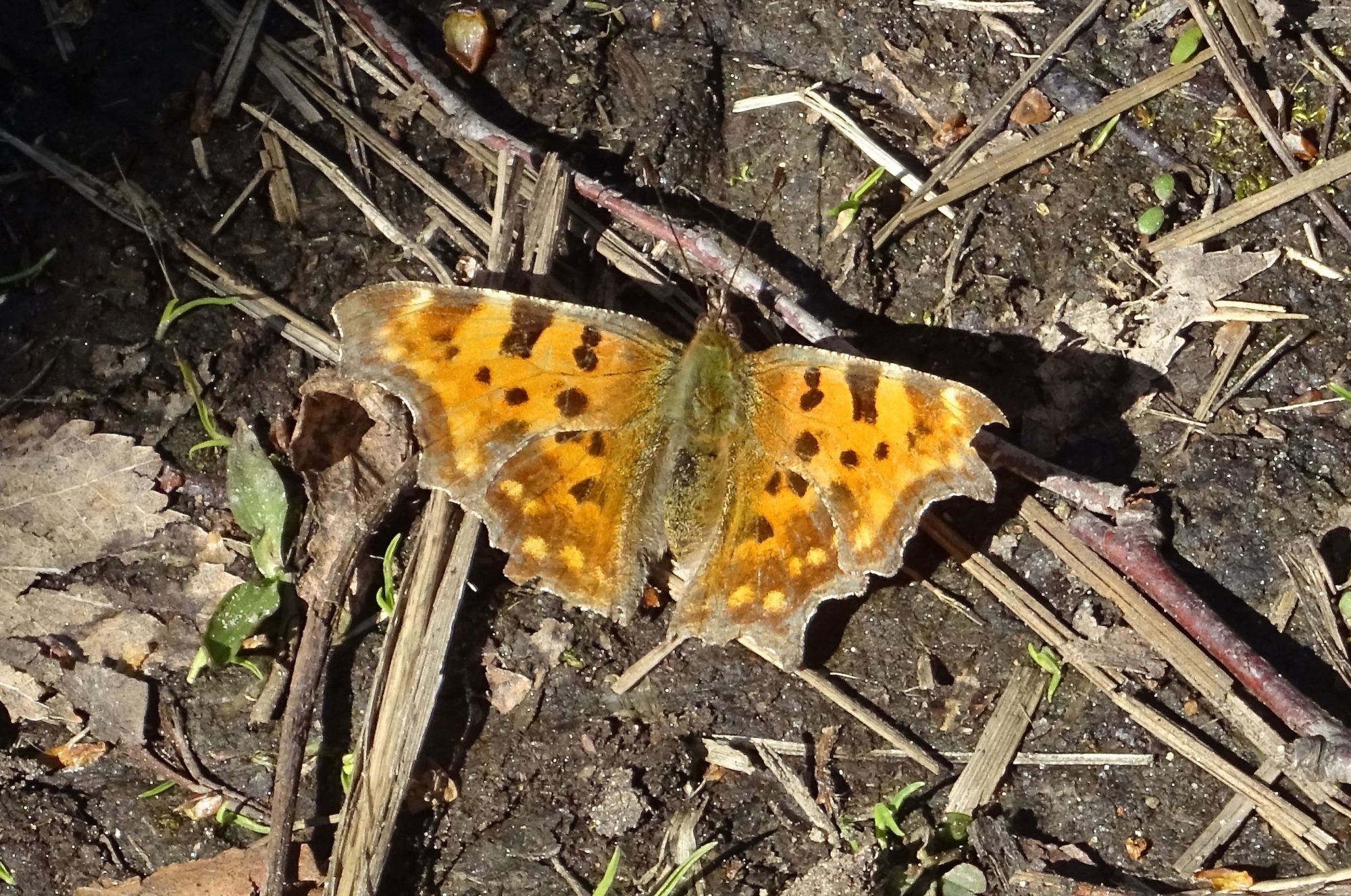 Valokuvaaja: Liisa Niiva-Korpela