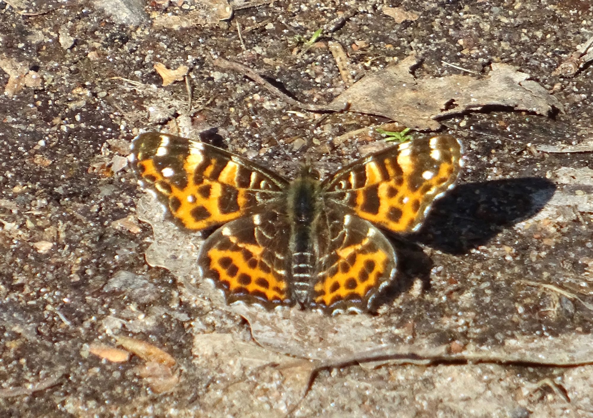 Valokuvaaja: Liisa Niiva-Korpela