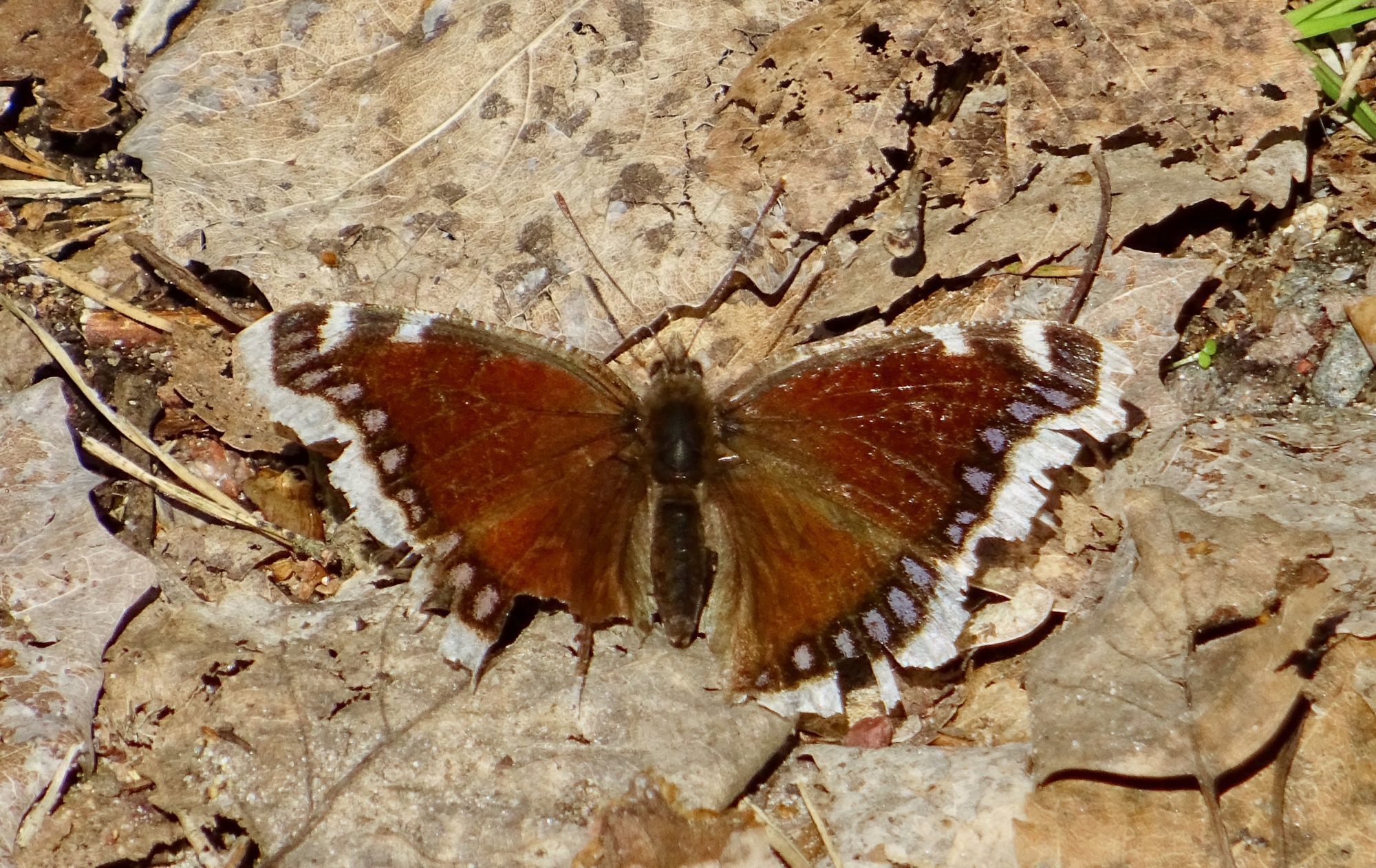 Valokuvaaja: Liisa Niiva-Korpela