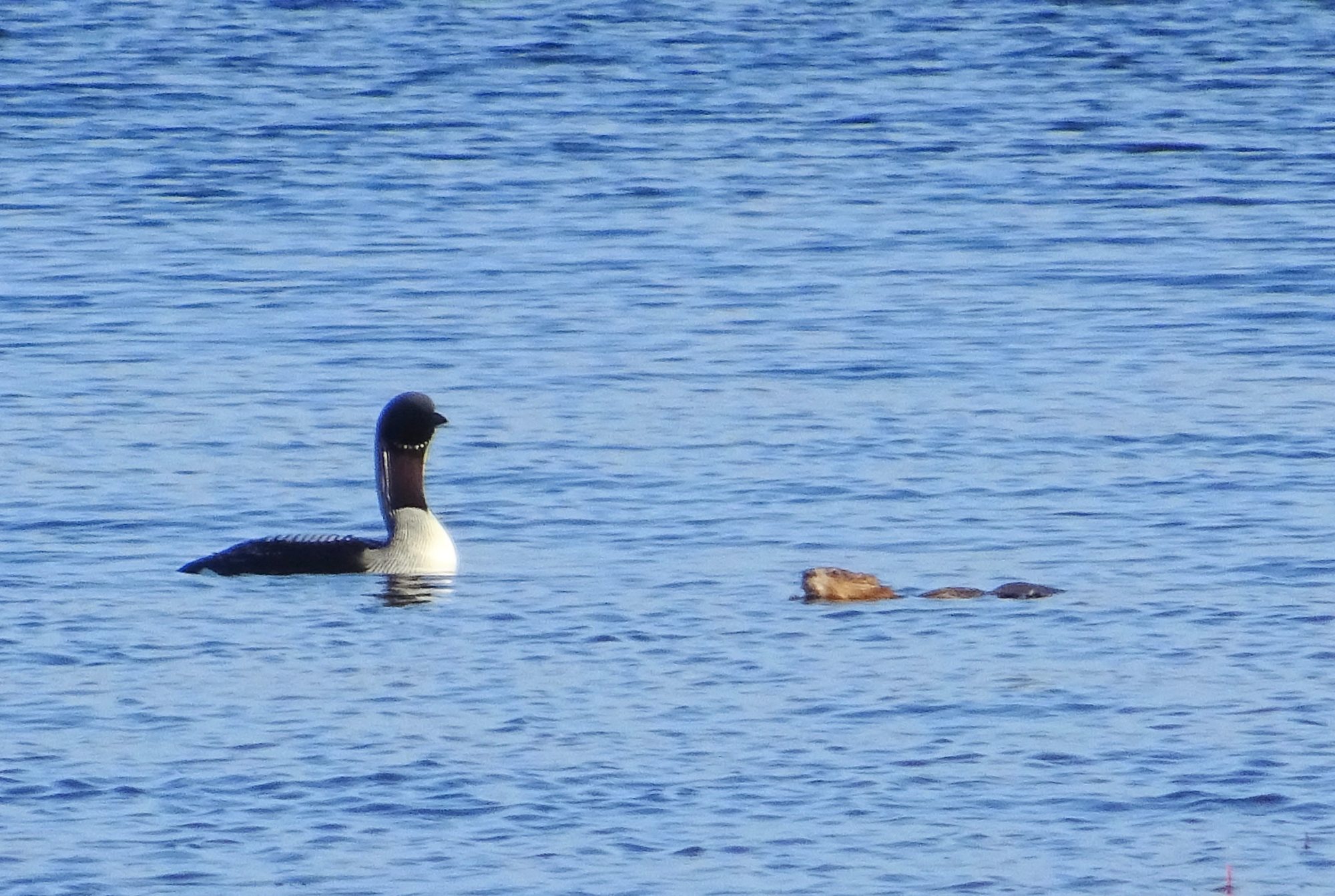 Valokuvaaja: Liisa Niiva-Korpela
