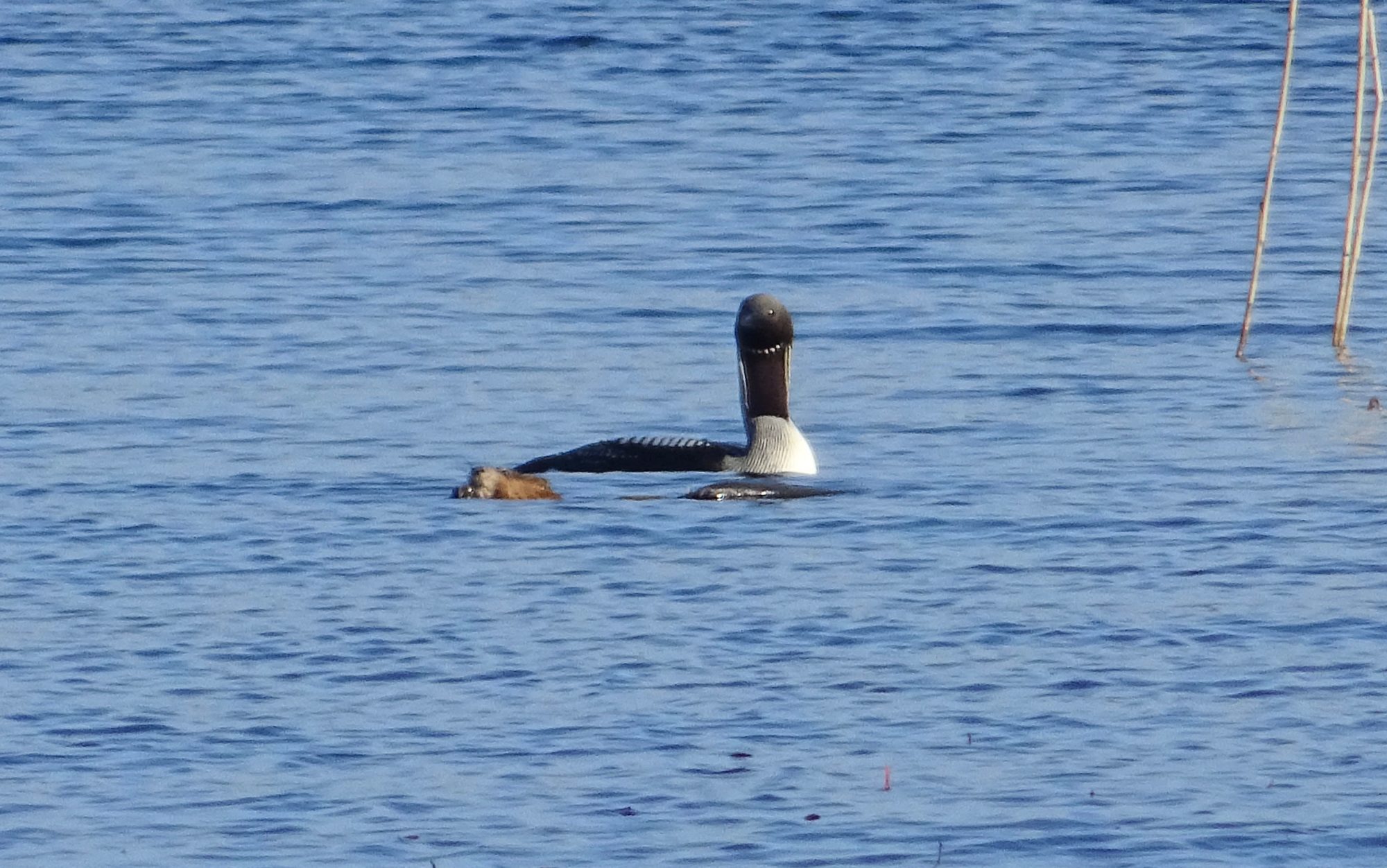 Valokuvaaja: Liisa Niiva-Korpela