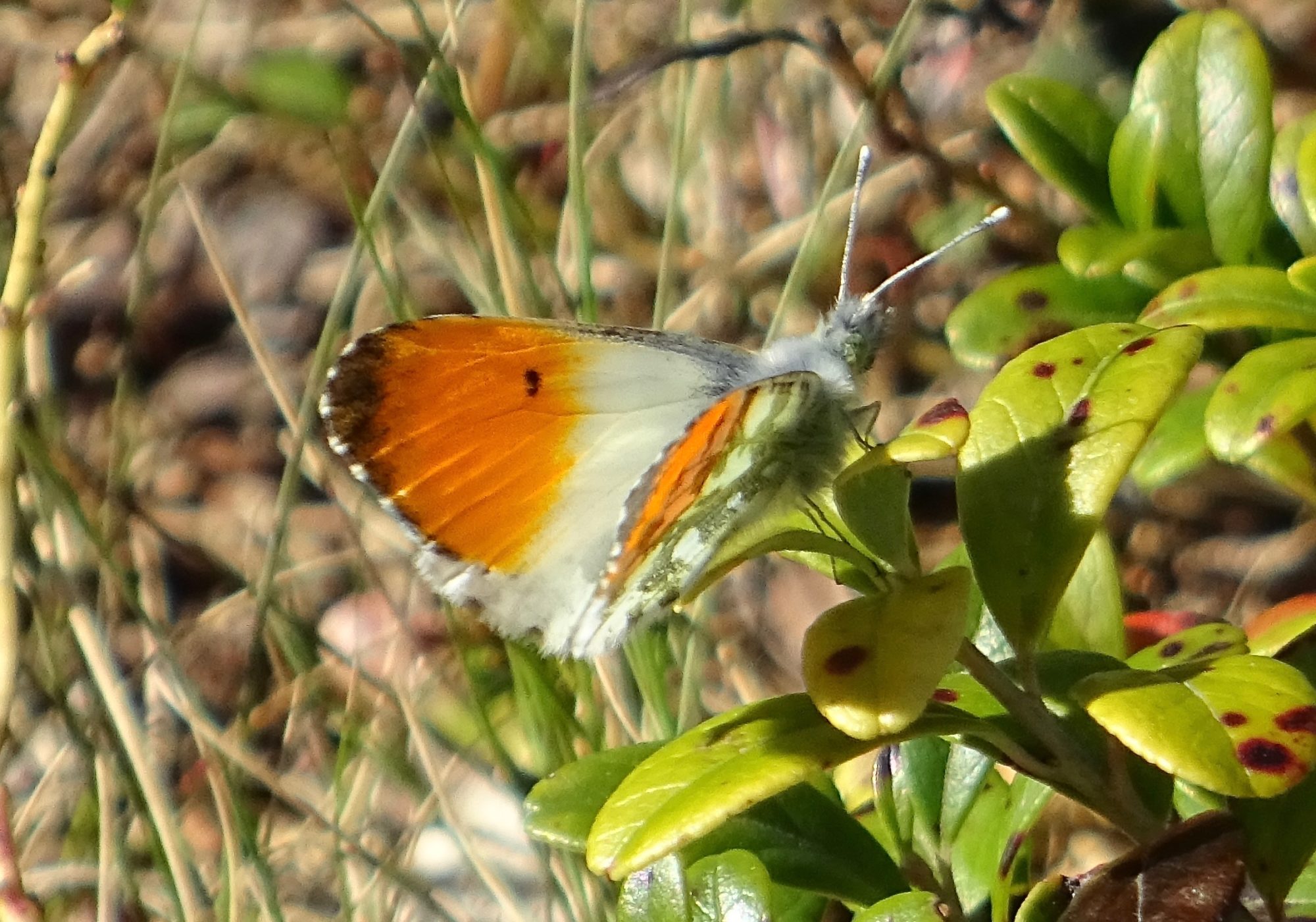Valokuvaaja: Liisa Niiva-Korpela