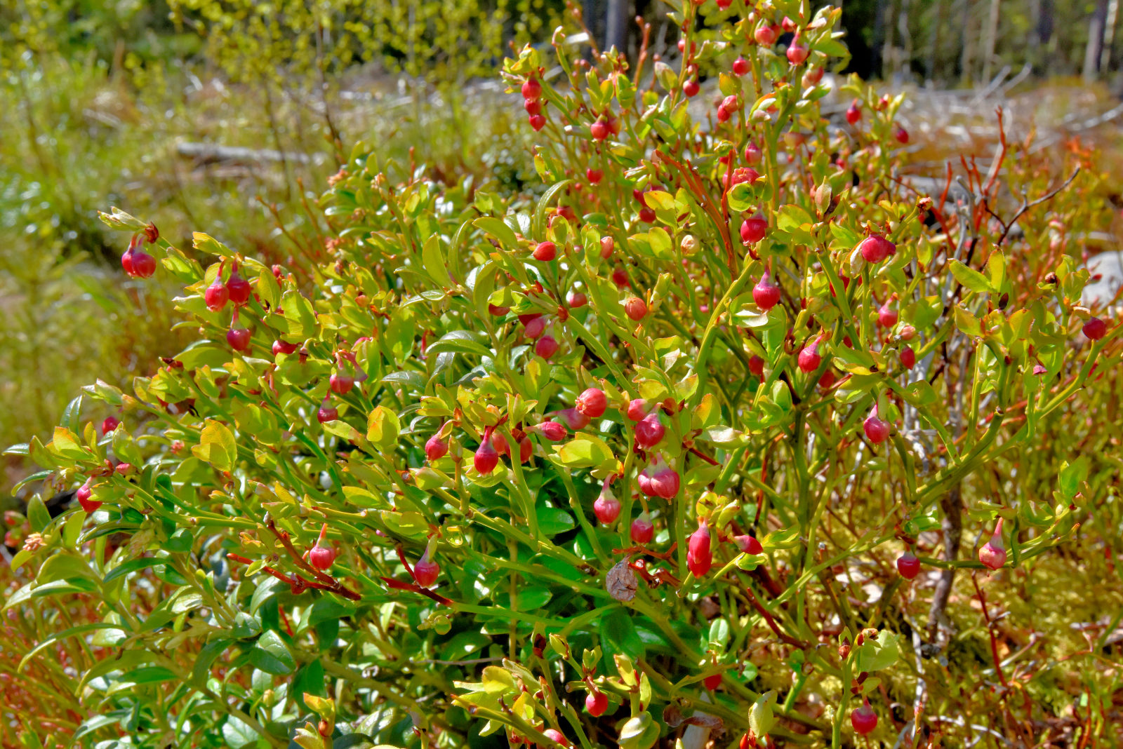 Valokuvaaja: Reijo Juurinen Valokuvaaja: Reijo Juurinen