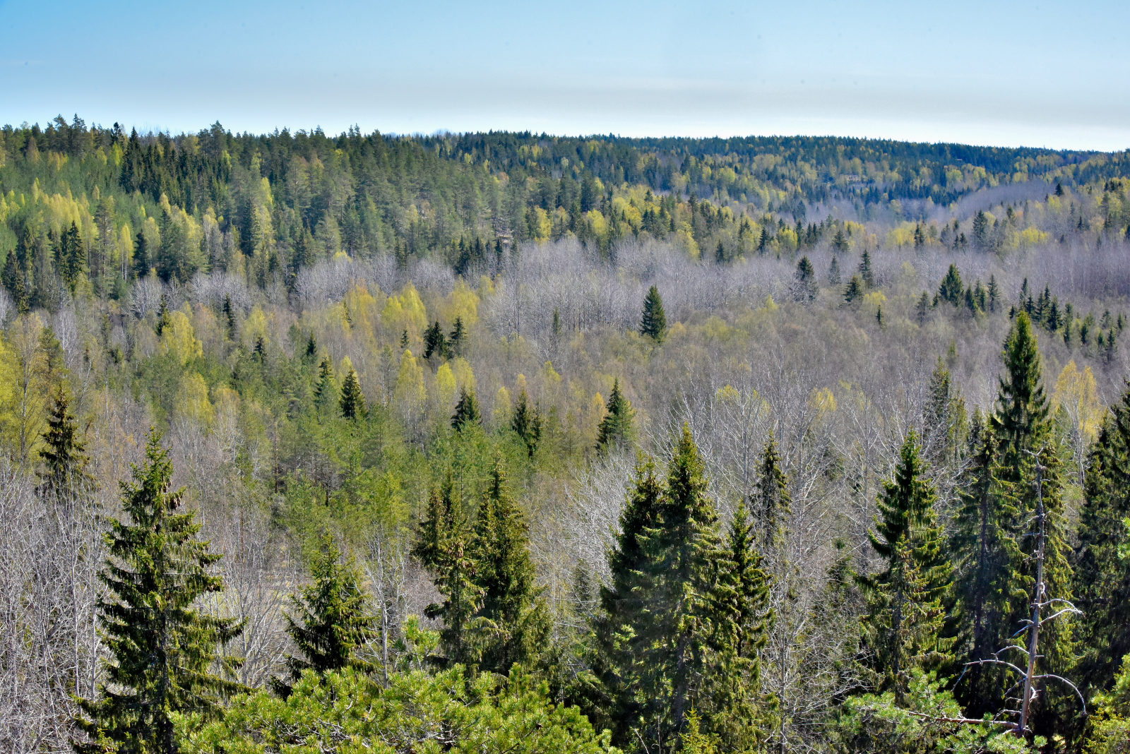 Valokuvaaja: Reijo Juurinen