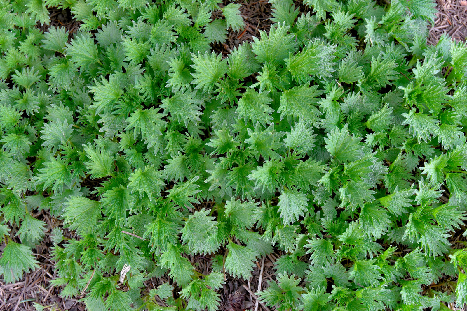 Valokuvaaja: Reijo Juurinen