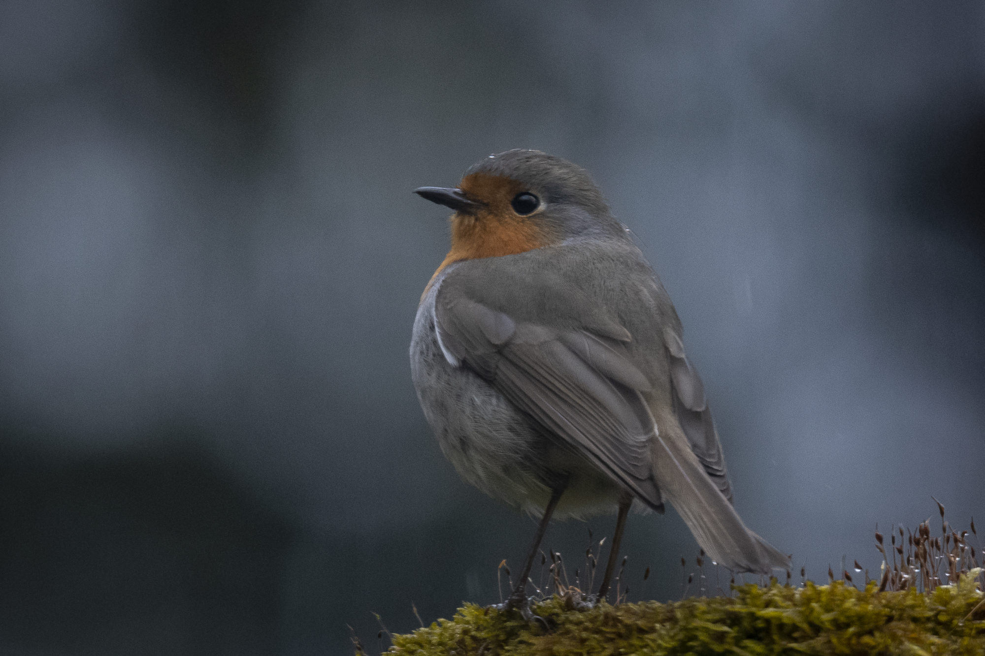 Valokuvaaja: Jyrki Lähde