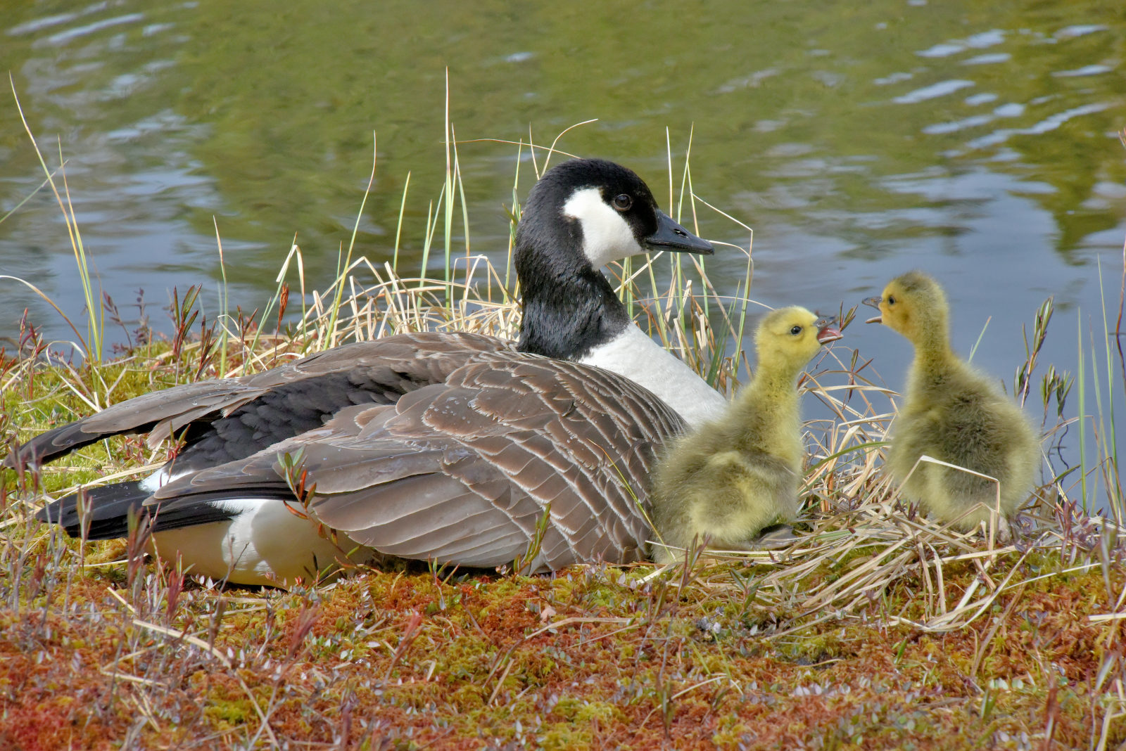 Valokuvaaja: Reijo Juurinen