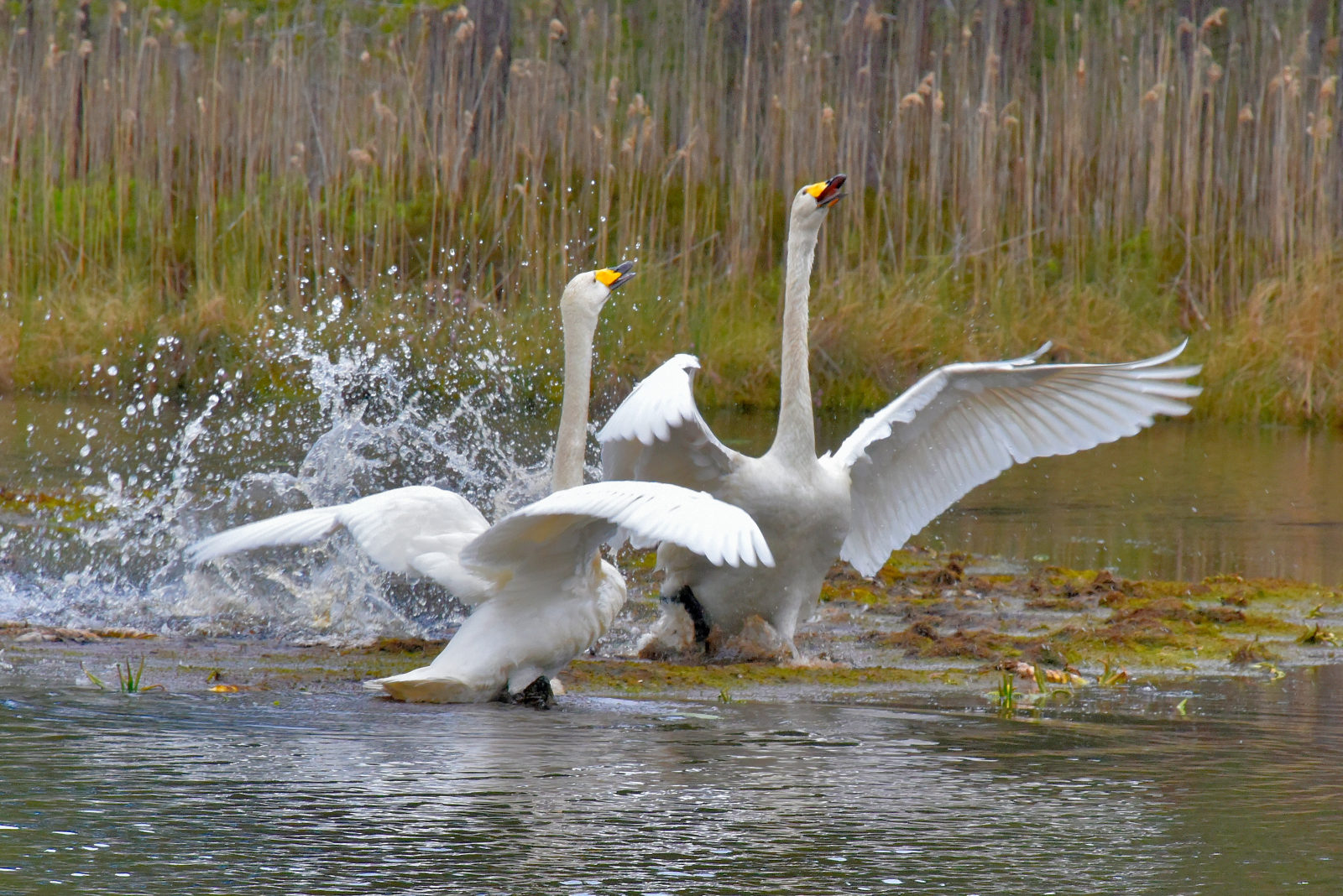 Valokuvaaja: Reijo Juurinen