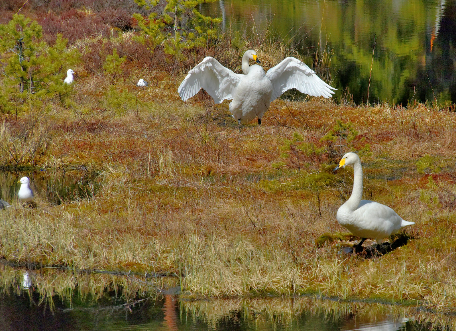 Valokuvaaja: Reijo Juurinen