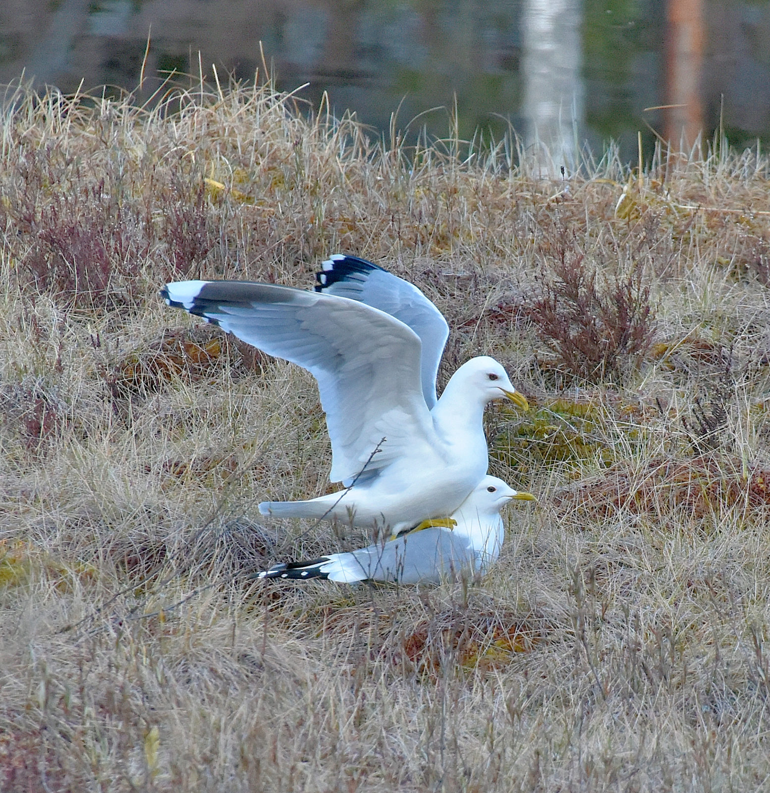Valokuvaaja: Reijo Juurinen