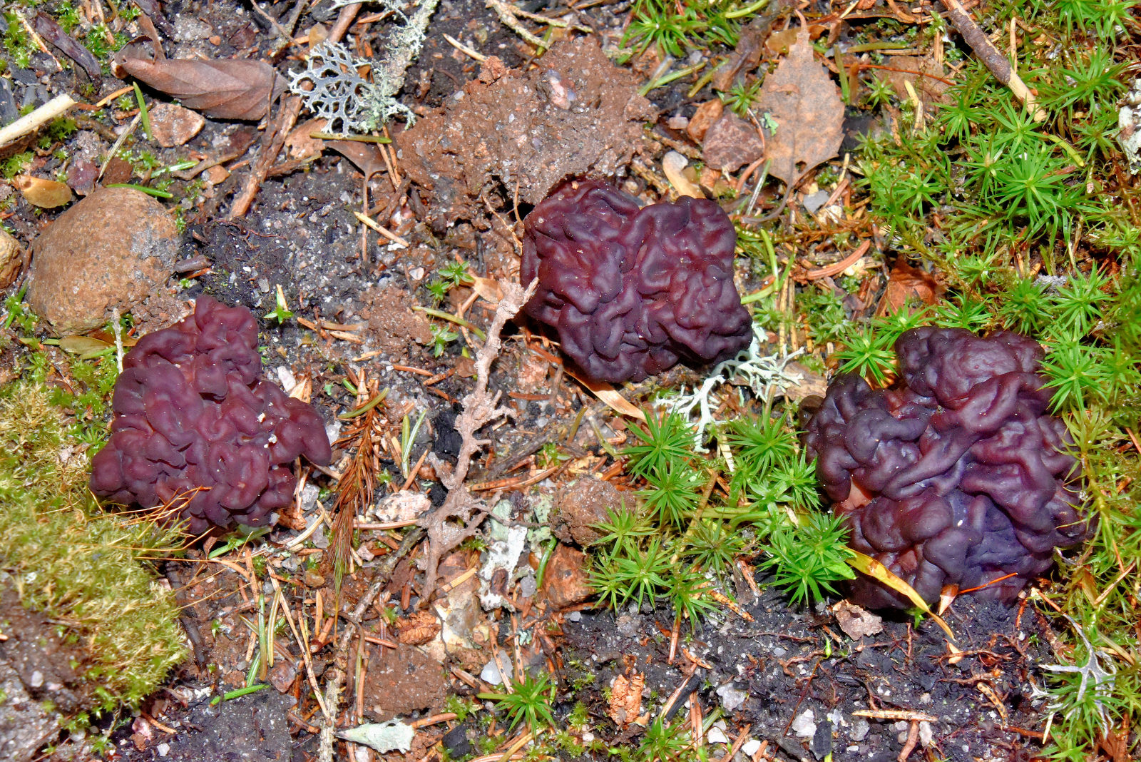 Valokuvaaja: Reijo Juurinen