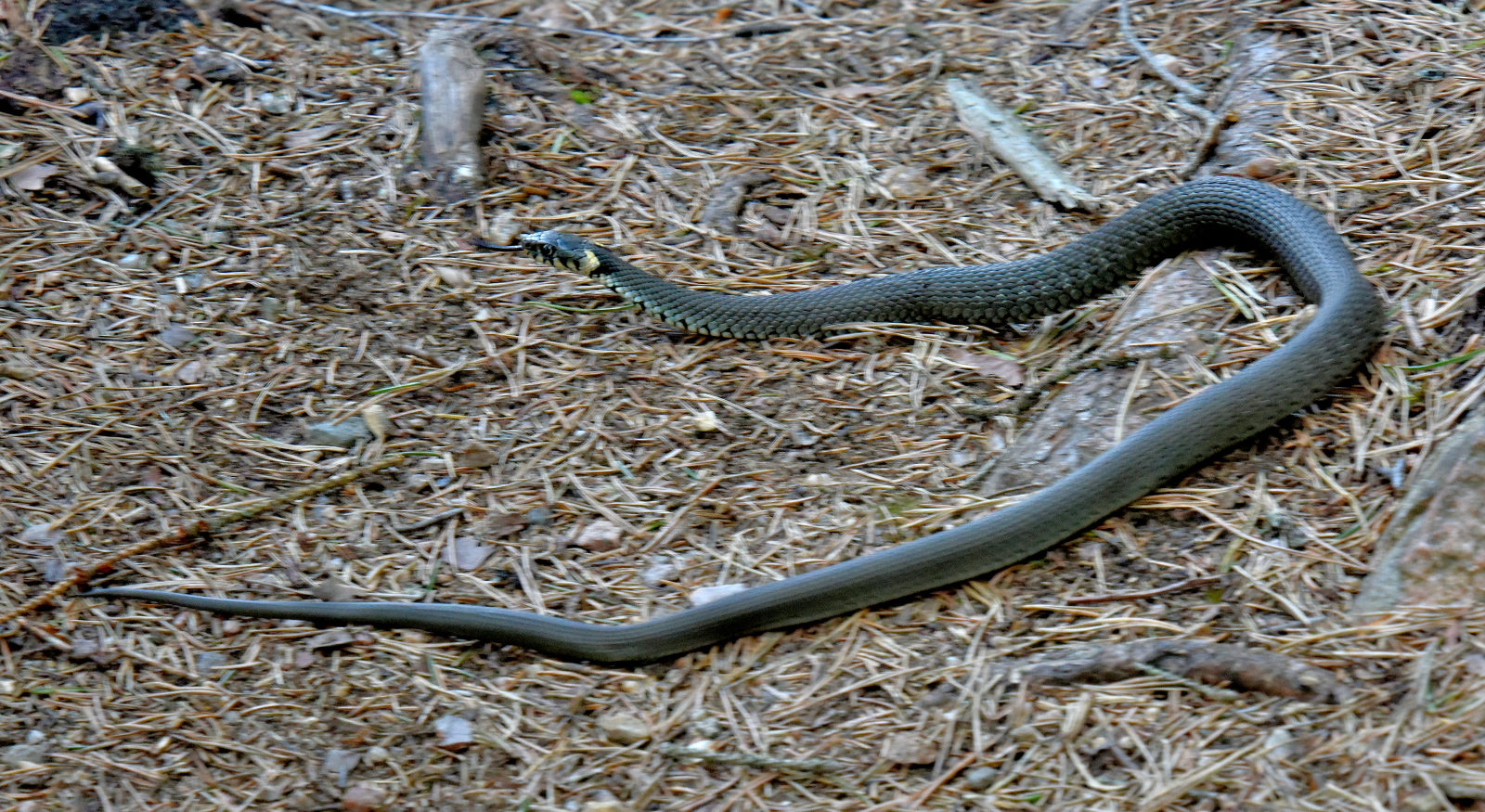 Valokuvaaja: Reijo Juurinen