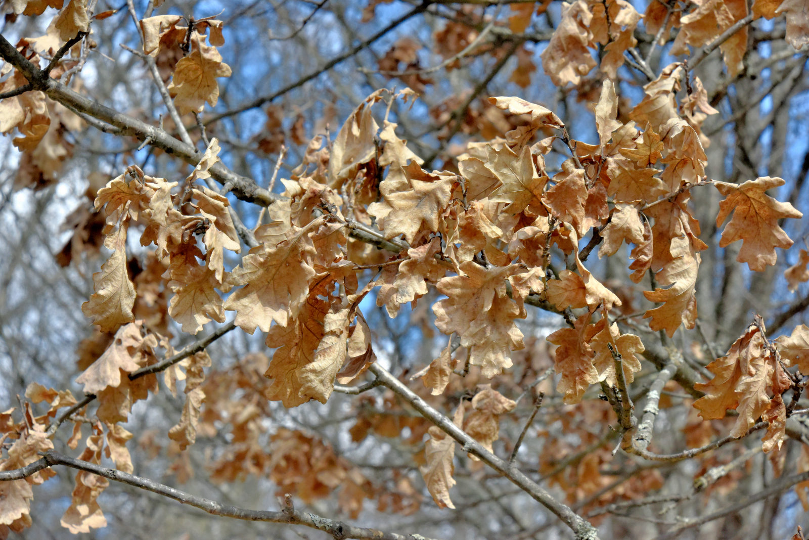 Valokuvaaja: Reijo Juurinen
