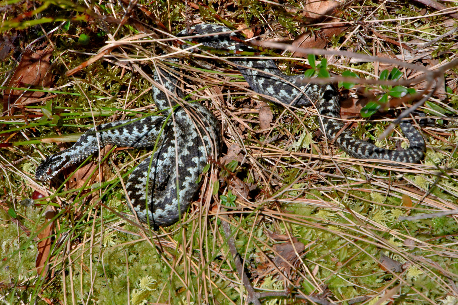 Valokuvaaja: Reijo Juurinen