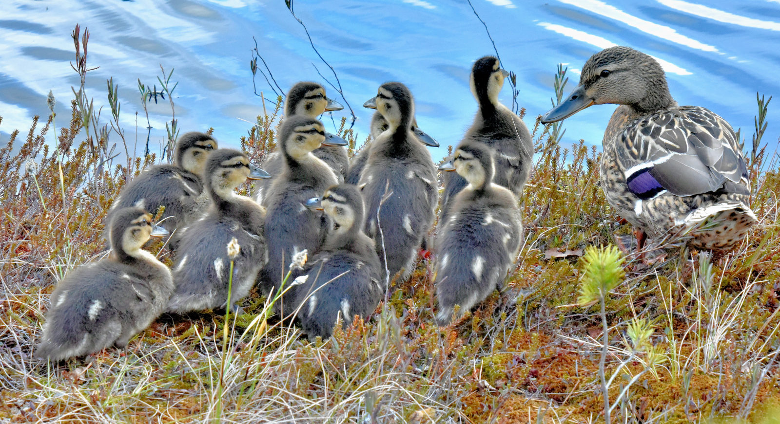 Valokuvaaja: Reijo Juurinen