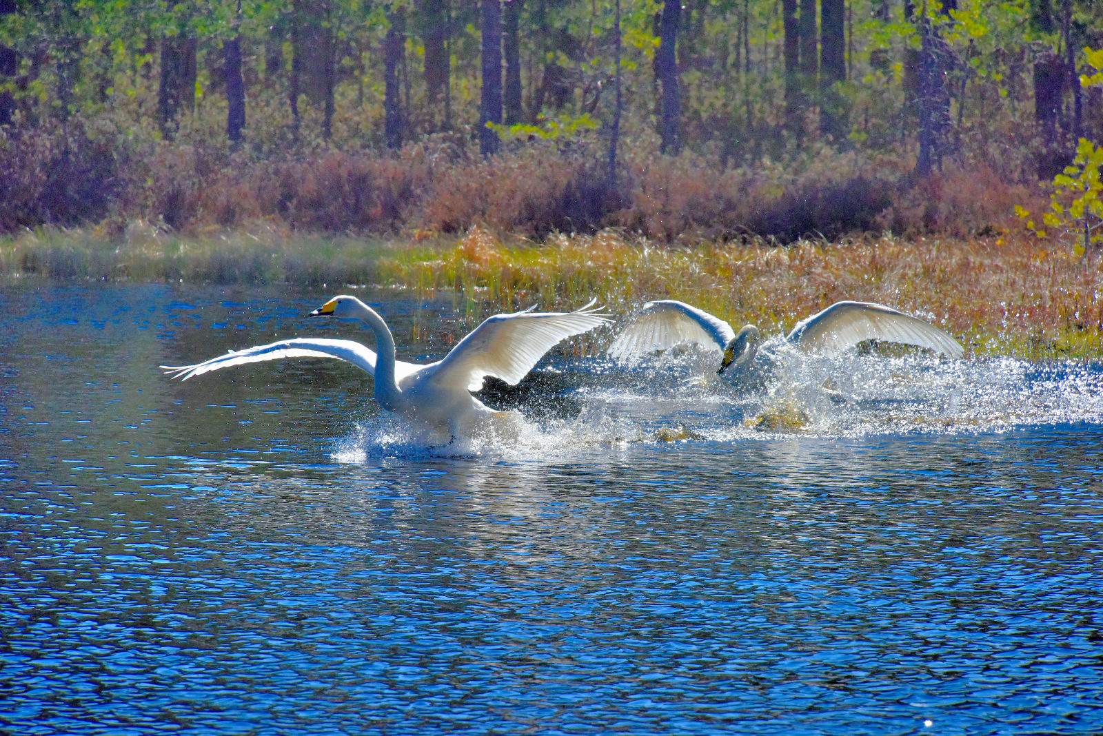 Valokuvaaja: Reijo Juurinen