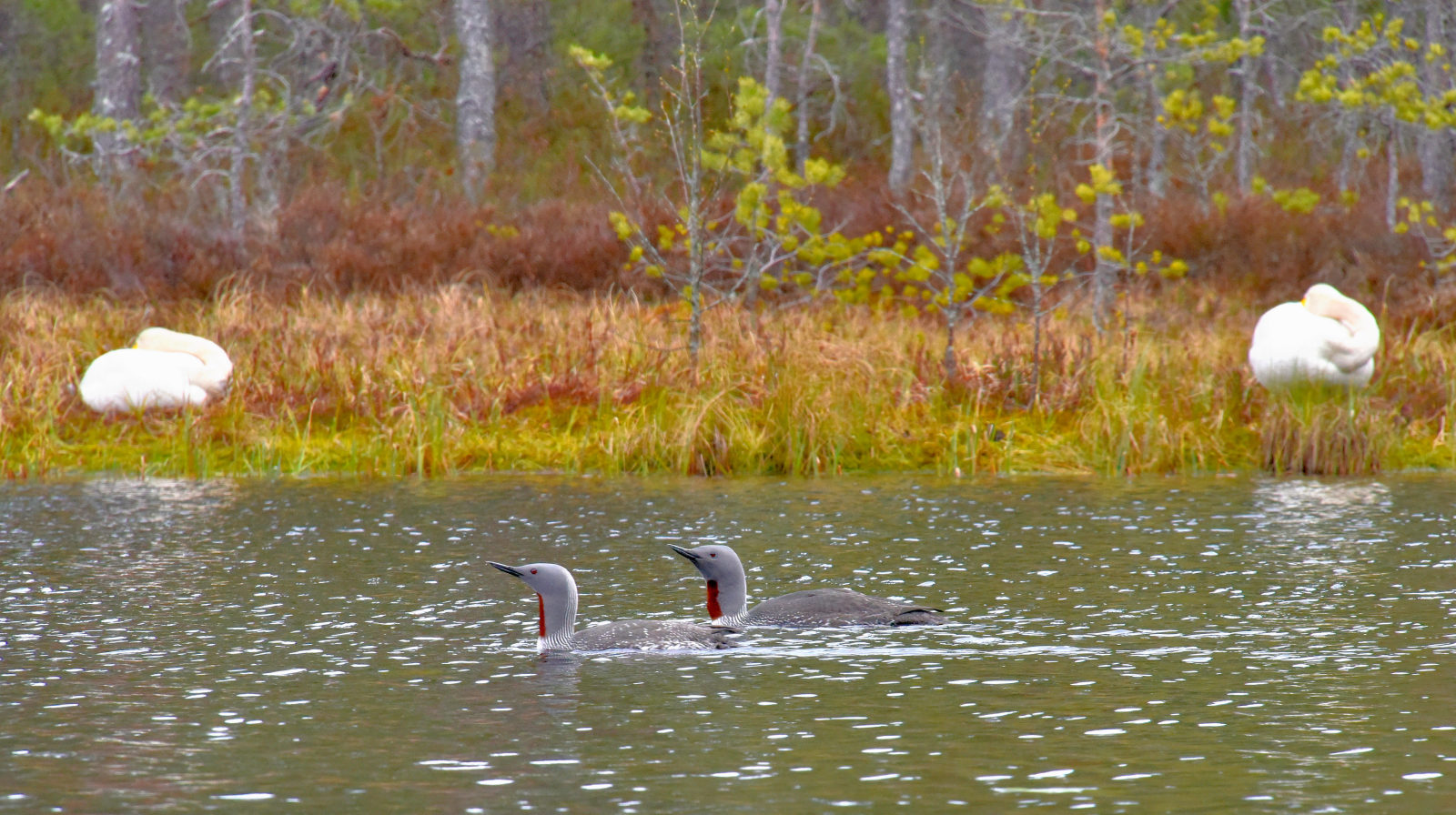 Valokuvaaja: Reijo Juurinen