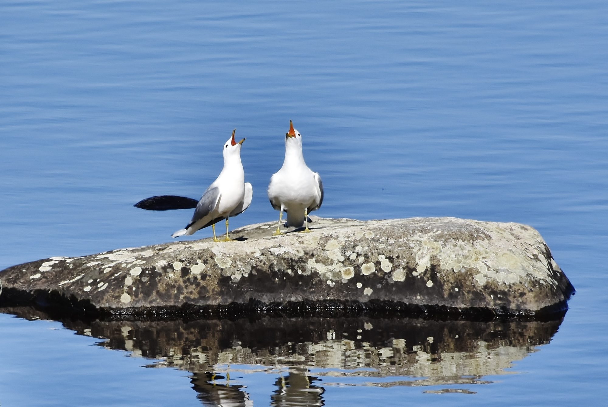 Valokuvaaja: Markku Pelkonen