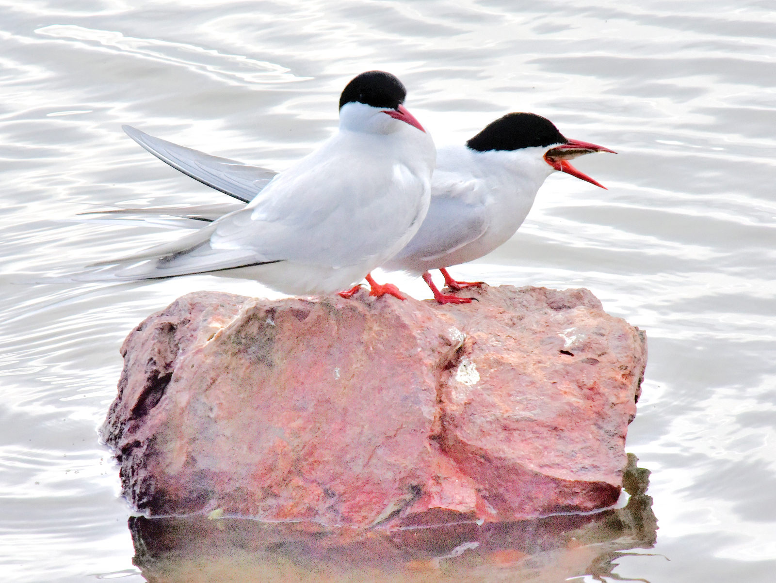 Valokuvaaja: Reijo Juurinen