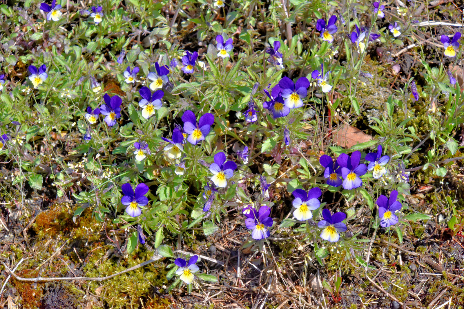 Valokuvaaja: Reijo Juurinen
