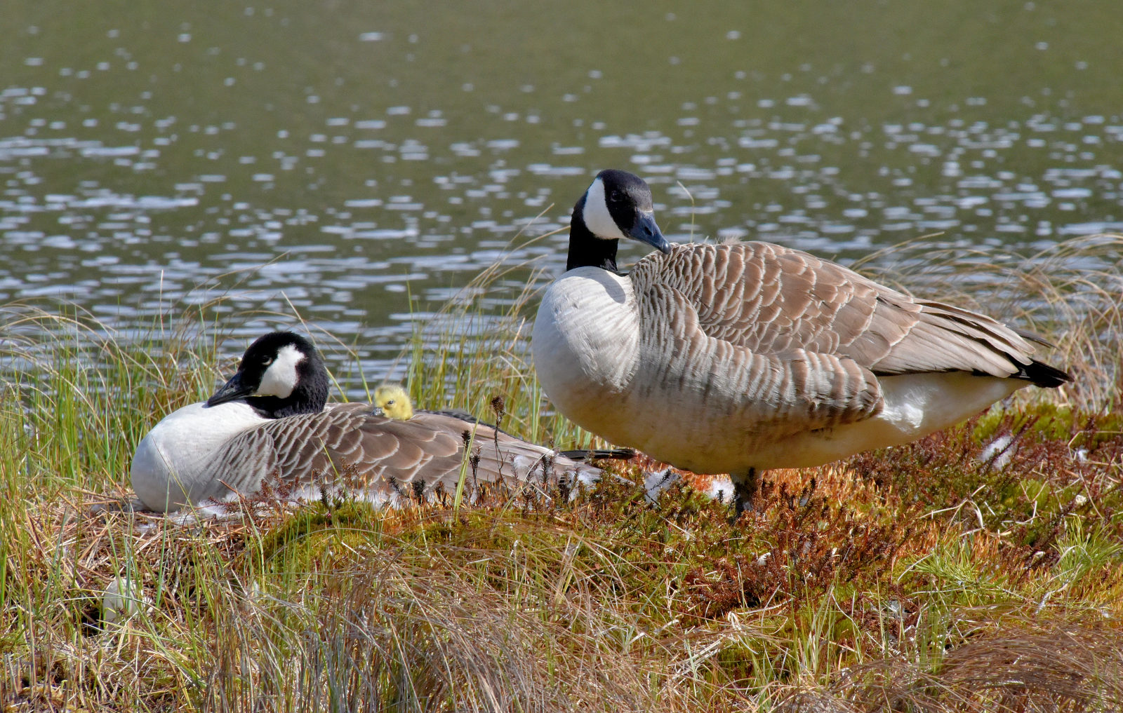 Valokuvaaja: Reijo Juurinen