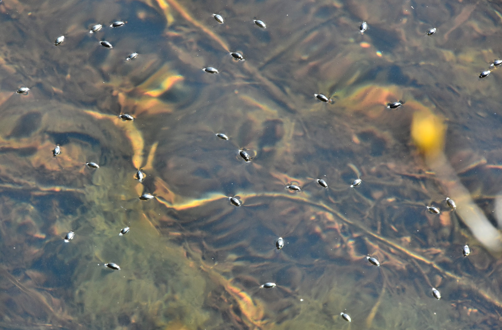 Valokuvaaja: Reijo Juurinen