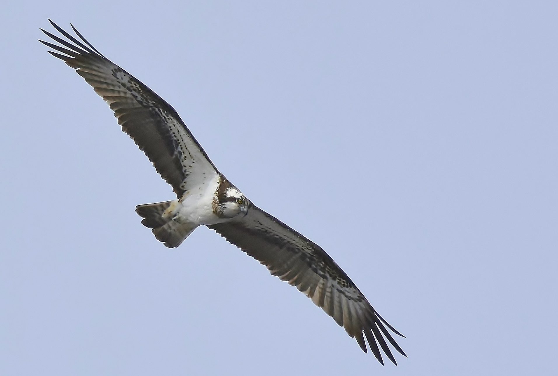 Valokuvaaja: Markku Pelkonen